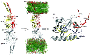 Graphical abstract: Energetic and flexibility properties captured by long molecular dynamics simulations of a membrane-embedded pMHCII–TCR complex