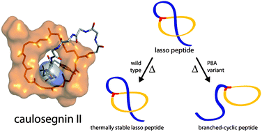 Graphical abstract: The ring residue proline 8 is crucial for the thermal stability of the lasso peptide caulosegnin II