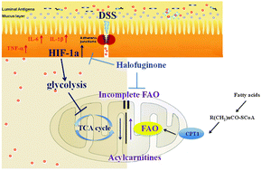 Graphical abstract: Halofuginone reduces the inflammatory responses of DSS-induced colitis through metabolic reprogramming