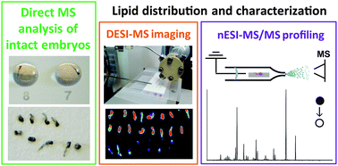 Graphical abstract: Lipid dynamics in zebrafish embryonic development observed by DESI-MS imaging and nanoelectrospray-MS