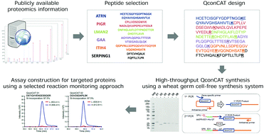 Graphical abstract: High-throughput production of a stable isotope-labeled peptide library for targeted proteomics using a wheat germ cell-free synthesis system