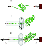 Graphical abstract: Unfolding knots by proteasome-like systems: simulations of the behaviour of folded and neurotoxic proteins