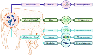 Graphical abstract: The bovine milk microbiota: insights and perspectives from -omics studies