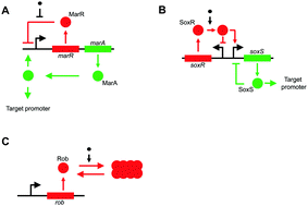 Graphical abstract: MarRA, SoxSR, and Rob encode a signal dependent regulatory network in Escherichia coli