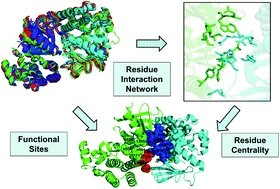 Graphical abstract: Molecular dynamics simulations and modelling of the residue interaction networks in the BRAF kinase complexes with small molecule inhibitors: probing the allosteric effects of ligand-induced kinase dimerization and paradoxical activation