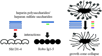 Graphical abstract: Panels of chemically-modified heparin polysaccharides and natural heparan sulfate saccharides both exhibit differences in binding to Slit and Robo, as well as variation between protein binding and cellular activity