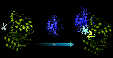 Graphical abstract: ‘Light up’ protein–protein interaction through bioorthogonal incorporation of a turn-on fluorescent probe into β-lactamase