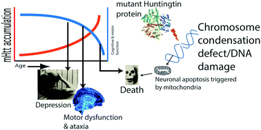 Graphical abstract: A link between chromatin condensation mechanisms and Huntington's disease: connecting the dots