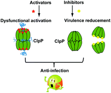 Graphical abstract: The development of small-molecule modulators for ClpP protease activity