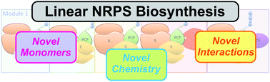 Graphical abstract: Diversity of nature's assembly lines – recent discoveries in non-ribosomal peptide synthesis