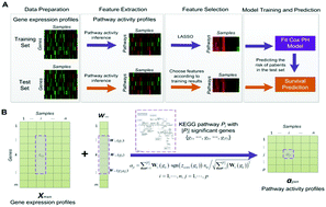 Graphical abstract: Topologically inferring pathway activity for precise survival outcome prediction: breast cancer as a case