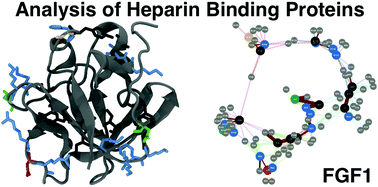 Graphical abstract: The nature of the conserved basic amino acid sequences found among 437 heparin binding proteins determined by network analysis