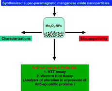 Graphical abstract: In vitro evaluation of anticancer and biological activities of synthesized manganese oxide nanoparticles