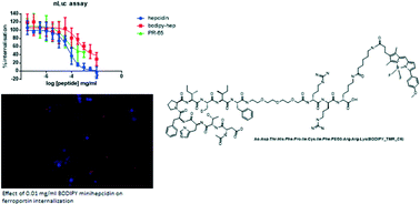 Graphical abstract: Identification of a novel BODIPY minihepcidin tool for the high content analysis of ferroportin (SLC40A1) pharmacology
