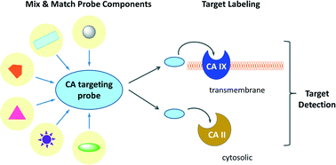 Graphical abstract: Recent developments of small molecule chemical probes for fluorescence-based detection of human carbonic anhydrase II and IX