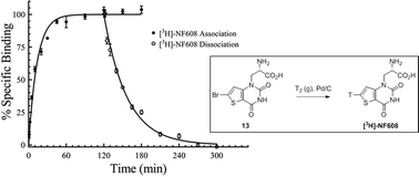 Graphical abstract: Synthesis and pharmacological characterization of the selective GluK1 radioligand (S)-2-amino-3-(6-[3H]-2,4-dioxo-3,4-dihydrothieno[3,2-d]pyrimidin-1(2H)-yl)propanoic acid ([3H]-NF608)