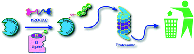 Graphical abstract: Small molecule-mediated protein knockdown as a new approach to drug discovery