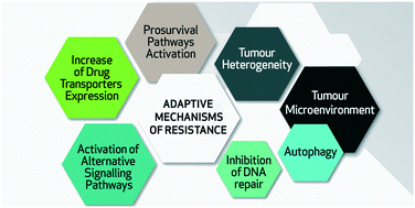 Graphical abstract: Adaptive mechanisms of resistance to anti-neoplastic agents