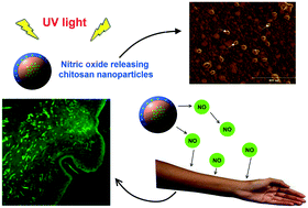 Graphical abstract: Chitosan nanoparticles for nitric oxide delivery in human skin