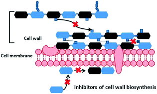 Graphical abstract: A review on cell wall synthesis inhibitors with an emphasis on glycopeptide antibiotics