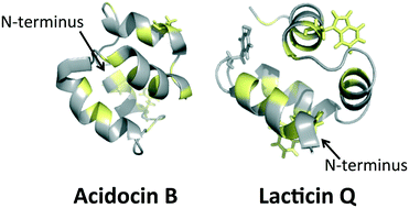 Graphical abstract: Structural features of many circular and leaderless bacteriocins are similar to those in saposins and saposin-like peptides