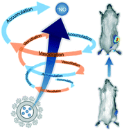 Graphical abstract: Encapsulation of a nitric oxide donor into a liposome to boost the enhanced permeation and retention (EPR) effect