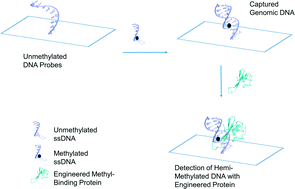 Graphical abstract: Engineering affinity agents for the detection of hemi-methylated CpG sites in DNA