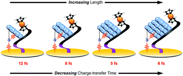 Graphical abstract: Unexpected length dependence of excited-state charge transfer dynamics for surface-confined perylenediimide ensembles