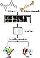 Graphical abstract: Deciphering the effect of an oxovanadium(iv) complex with the flavonoid chrysin (VOChrys) on intracellular cell signalling pathways in an osteosarcoma cell line
