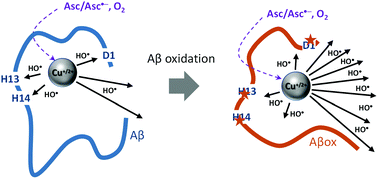Graphical abstract: Metal-catalyzed oxidation of Aβ and the resulting reorganization of Cu binding sites promote ROS production