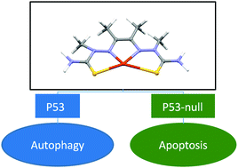 Graphical abstract: Autophagy and apoptosis: studies on the effects of bisthiosemicarbazone copper(ii) complexes on p53 and p53-null tumour cell lines