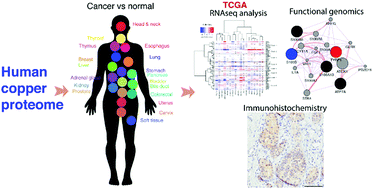 Graphical abstract: Defining the human copper proteome and analysis of its expression variation in cancers