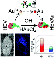 Graphical abstract: Assembly of hepatitis E vaccine by ‘in situ’ growth of gold clusters as nano-adjuvants: an efficient way to enhance the immune responses of vaccination