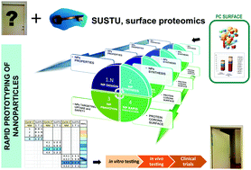 Graphical abstract: Surface proteomics on nanoparticles: a step to simplify the rapid prototyping of nanoparticles