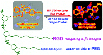 Graphical abstract: Switchable two-photon imaging of RGD-functionalized polynorbornenes with enhanced cellular uptake in living cells