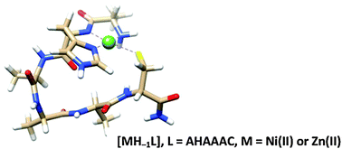 Graphical abstract: Nickel(ii), zinc(ii) and cadmium(ii) complexes of hexapeptides containing separate histidyl and cysteinyl binding sites