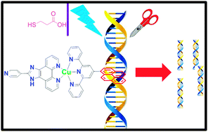 Graphical abstract: Heteroleptic Cu(ii)–polypyridyl complexes as photonucleases