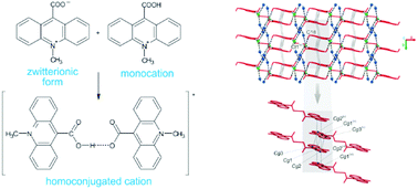 Graphical abstract: Structure, formation, thermodynamics and interactions in 9-carboxy-10-methylacridinium-based molecular systems