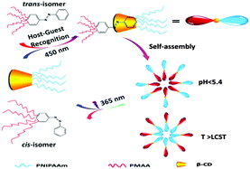 Graphical abstract: Synthesis of supramolecular polymer based on noncovalent “host–guest” inclusion complexation and its reversible self-assembly