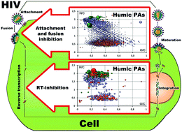 Graphical abstract: Supramolecular combinations of humic polyanions as potent microbicides with polymodal anti-HIV-activities