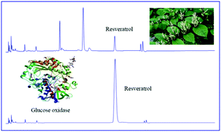 Graphical abstract: Glucose oxidase-assisted extraction of resveratrol from Japanese knotweed (Fallopia japonica)