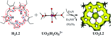 Graphical abstract: Characterization of the binding of six actinyls AnO22+/+ (An = U/Np/Pu) with three expanded porphyrins by density functional theory