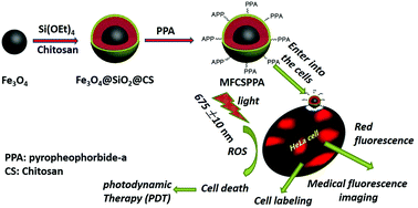 Graphical abstract: Facile synthesis of chitosan assisted multifunctional magnetic Fe3O4@SiO2@CS@pyropheophorbide-a fluorescent nanoparticles for photodynamic therapy