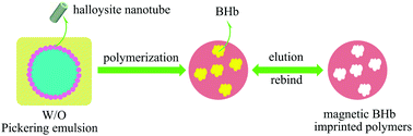 Graphical abstract: Bio-inspired magnetic molecularly imprinted polymers based on Pickering emulsions for selective protein recognition