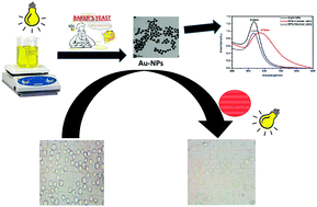 Graphical abstract: Photo-extracellular synthesis of gold nanoparticles using Baker's yeast and their anticancer evaluation against Ehrlich ascites carcinoma cells