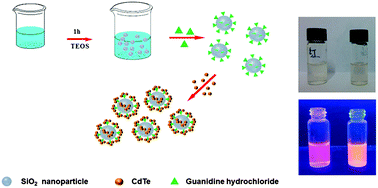 Graphical abstract: One-pot synthesis and application of novel amino-functionalized silica nanoparticles using guanidine as amino group