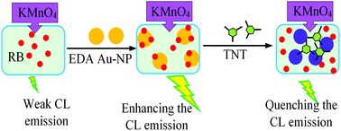 Graphical abstract: Sensitive chemiluminescence determination method for 2,4,6-trinitrotoluene based on the catalytic activity of amine-capped gold nanoparticles