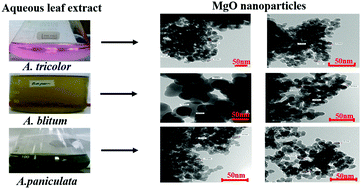 Graphical abstract: Biosynthesis and characterization of MgO nanoparticles from plant extracts via induced molecular nucleation