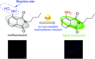 Graphical abstract: A new ESIPT-based fluorescent probe for highly selective and sensitive detection of hydrogen sulfide and its application in live-cell imaging