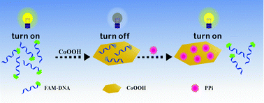 Graphical abstract: Turn-on fluorescence detection of pyrophosphate anion based on DNA-attached cobalt oxyhydroxide